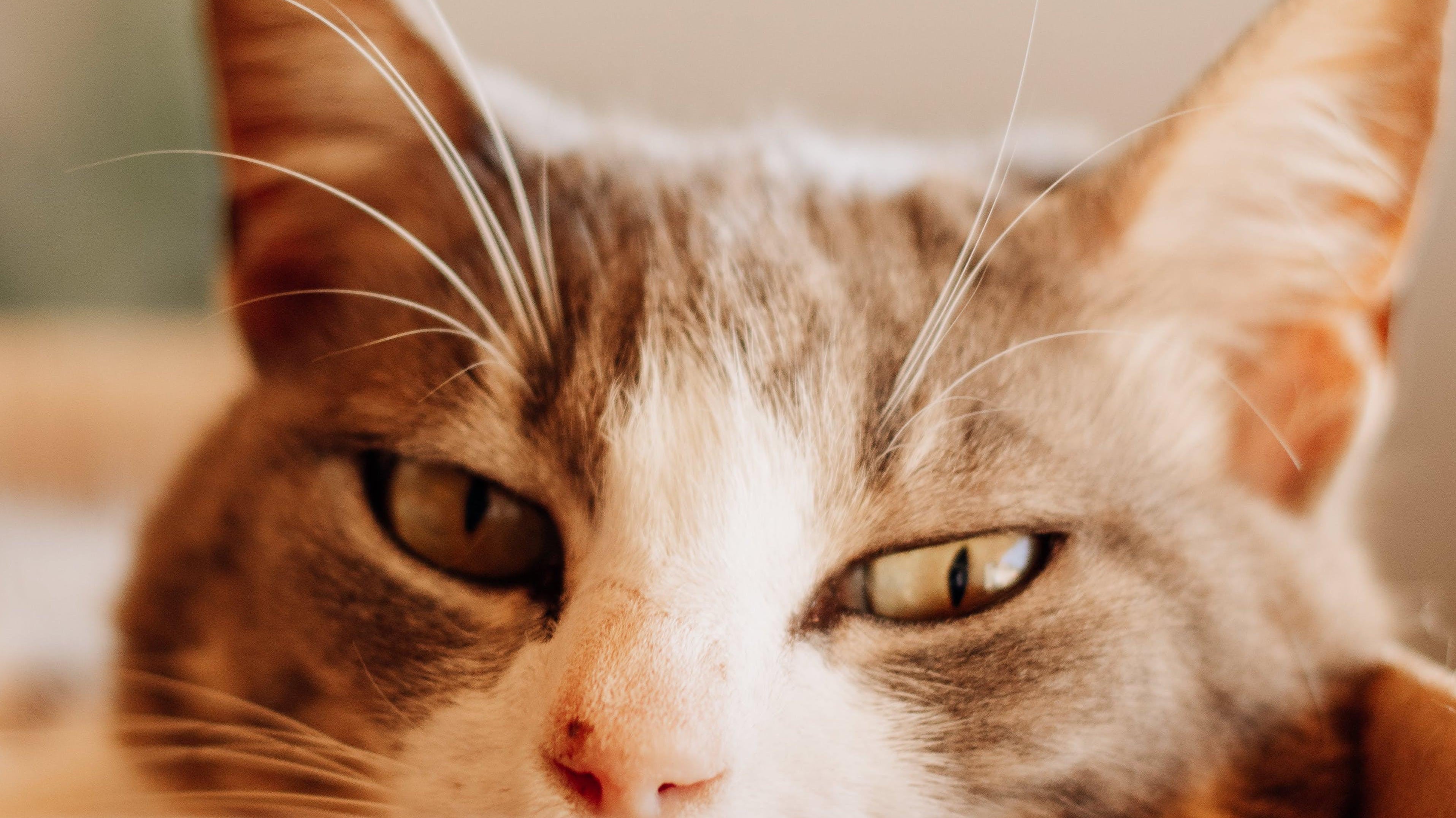 Pet Treats for the Howlidays are Purrfect in Every Way! - Carolina Creekhouse Easy to Clean Premium Vinyl Mats