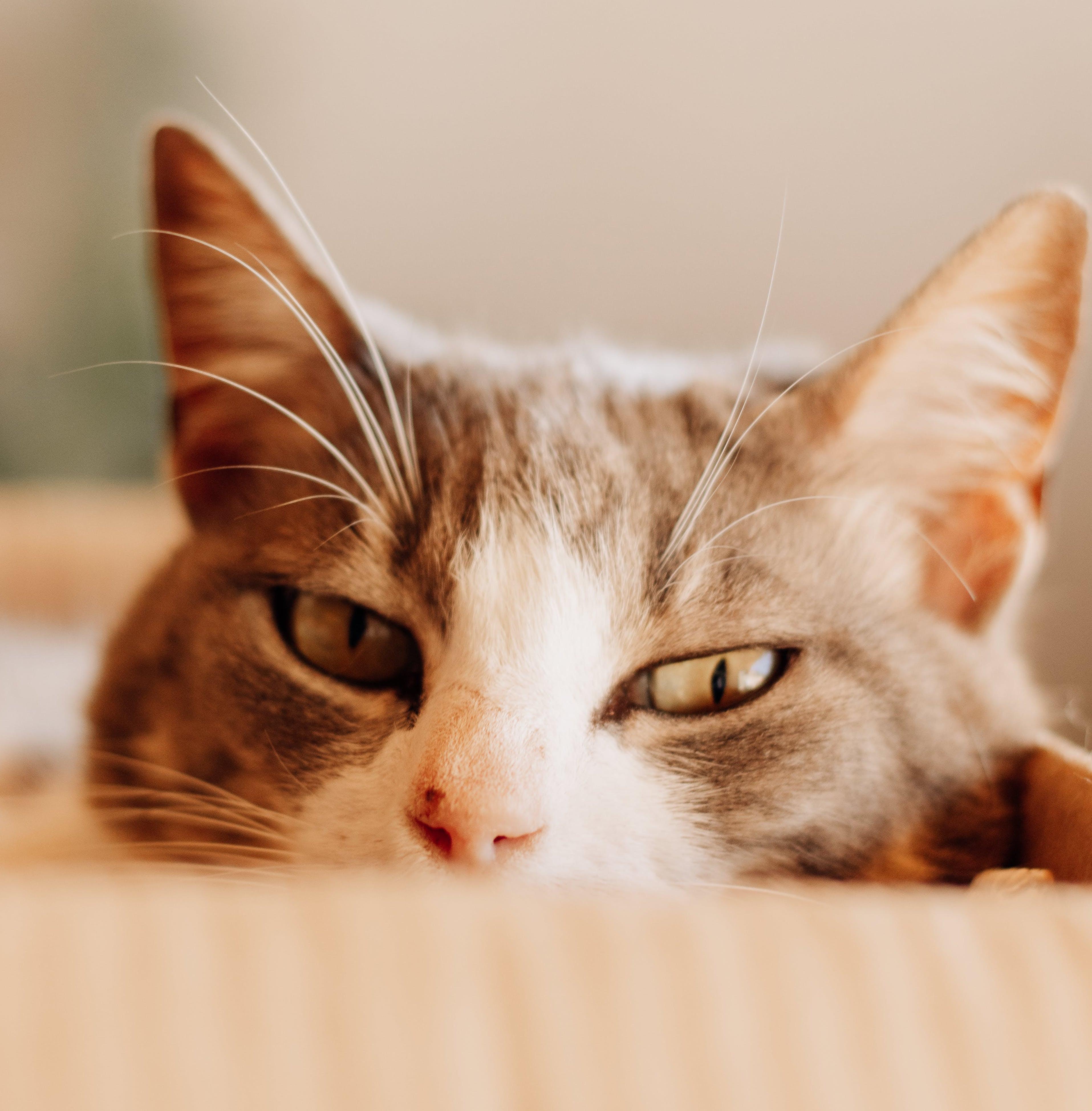 Pet Treats for the Howlidays are Purrfect in Every Way! - Carolina Creekhouse Easy to Clean Premium Vinyl Mats